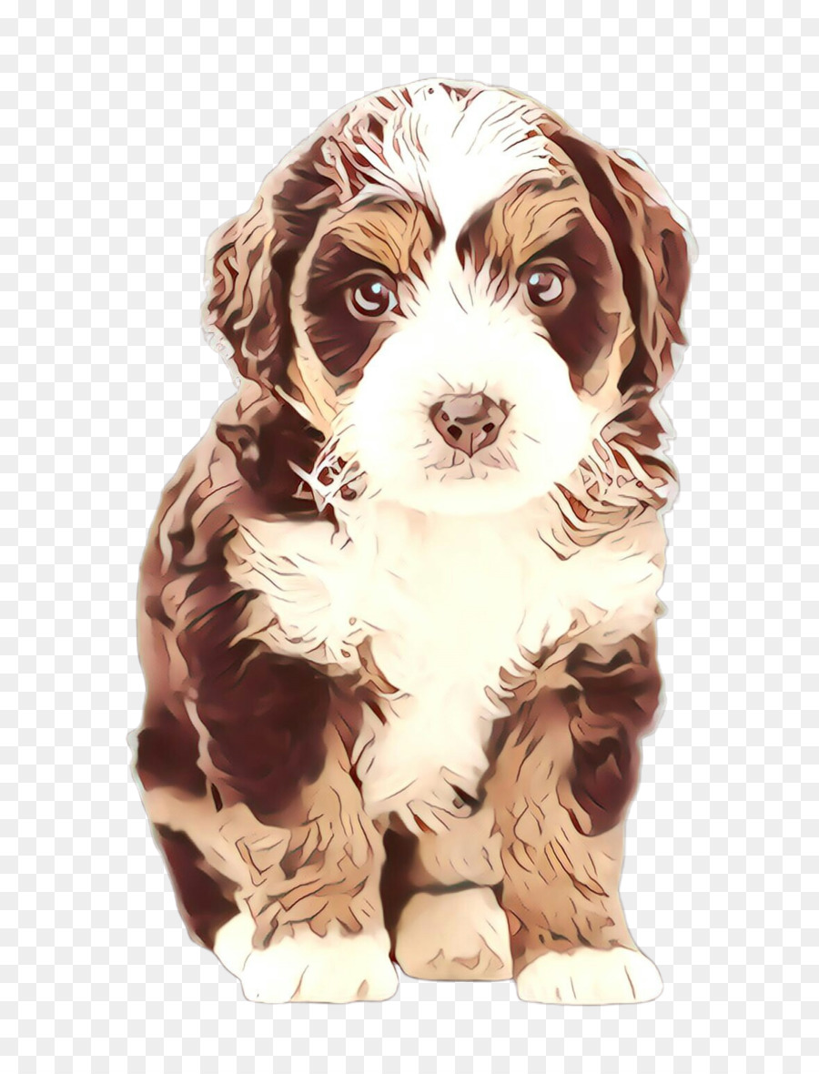 Cockapoo，Filhote De Cachorro PNG