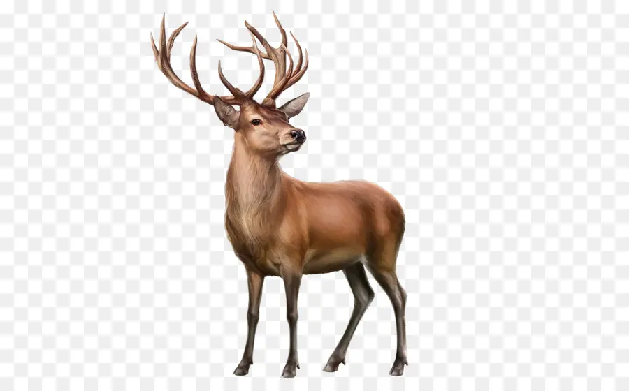 Deer，Rena PNG