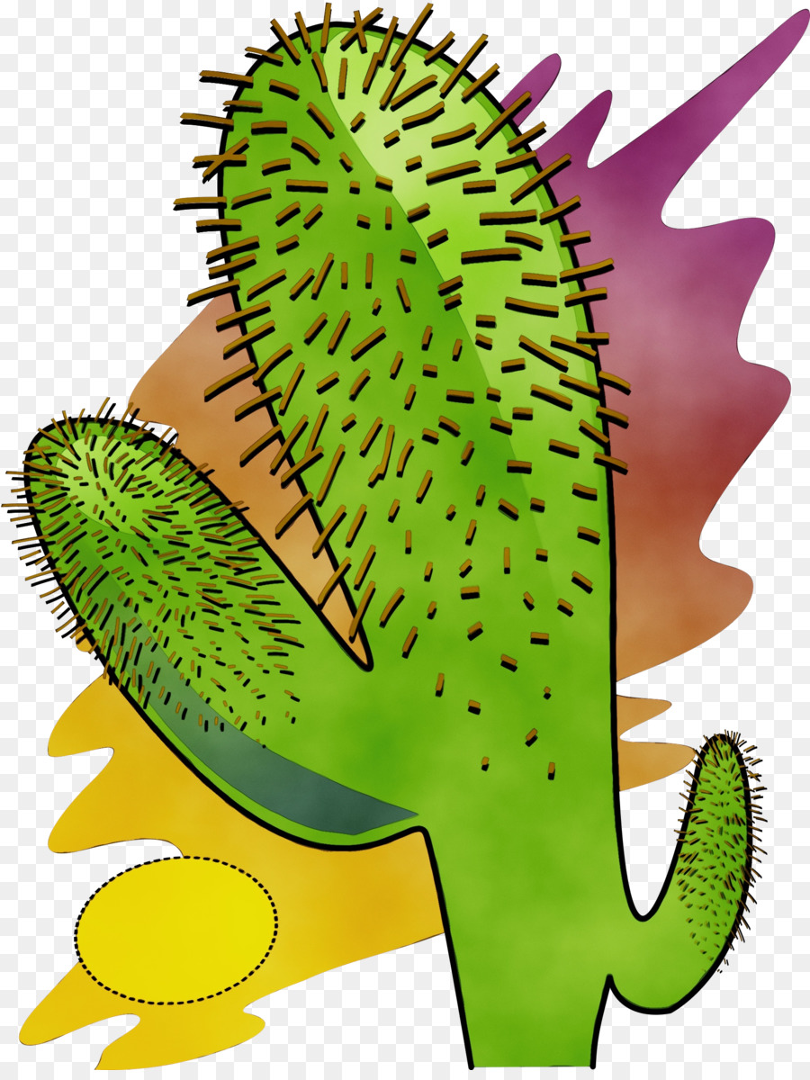 Cacto，Verde PNG