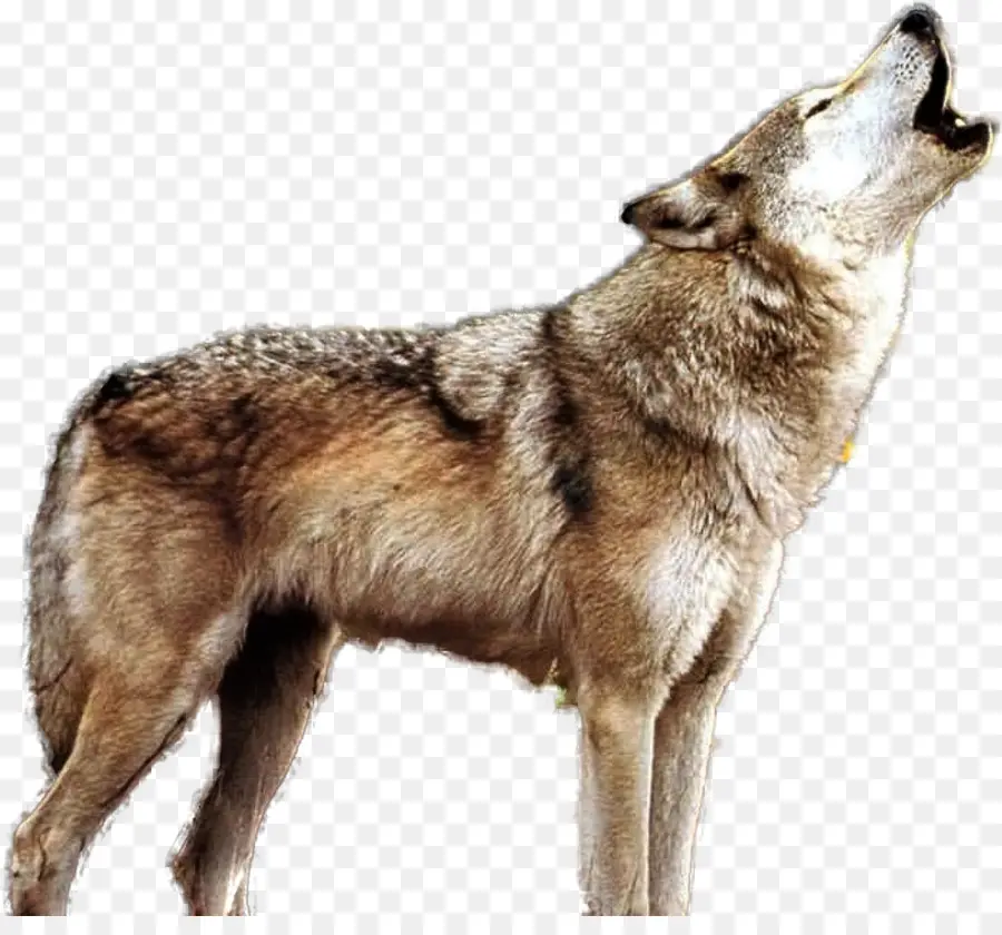 Lobo，Coyote PNG