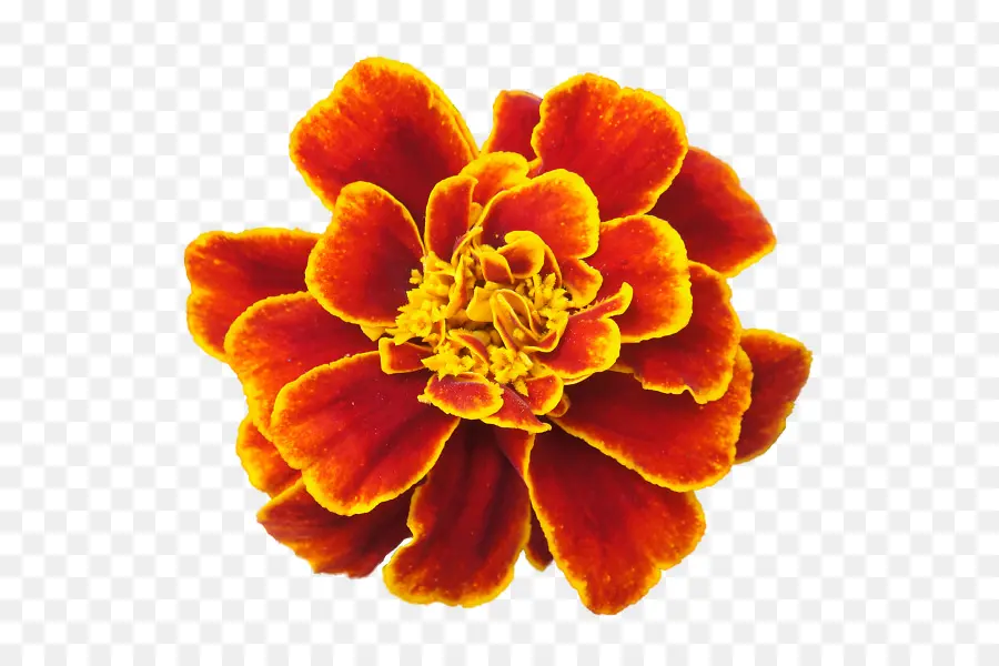 Mexicano Marigold，Flor PNG