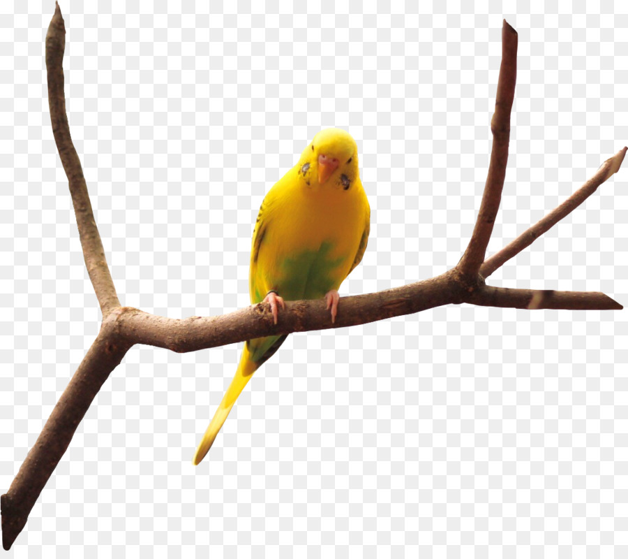 Pássaro Amarelo，Poleiro PNG