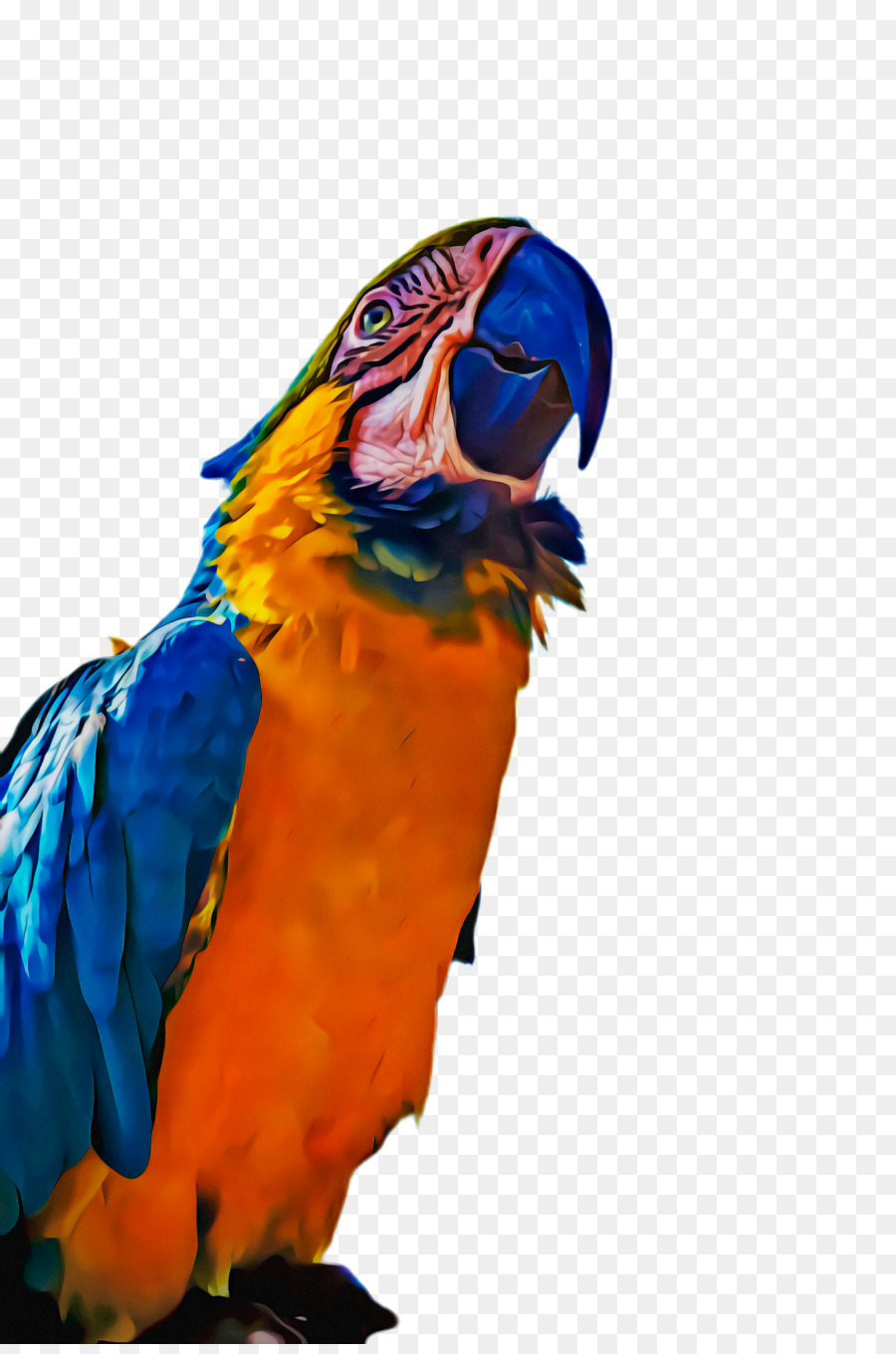 Arara，Periquito PNG