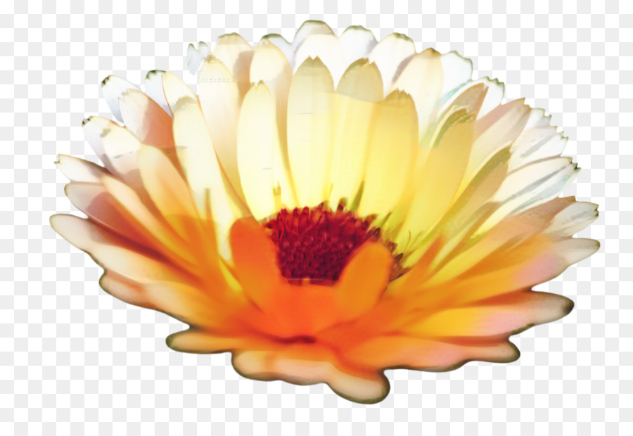 Crisântemo，Transvaal Daisy PNG