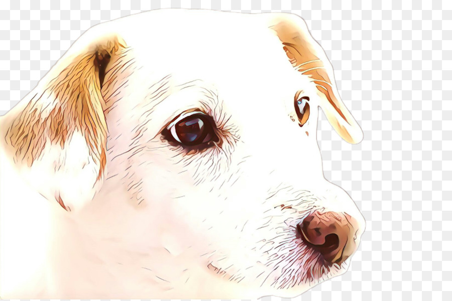 Raça Do Cão，Cachorro PNG