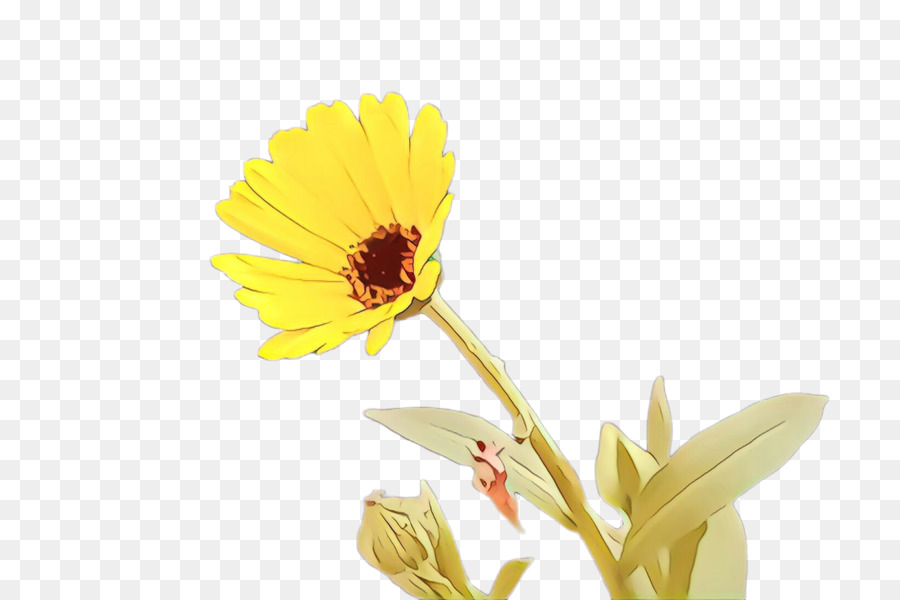 Daisy Família，Transvaal Daisy PNG