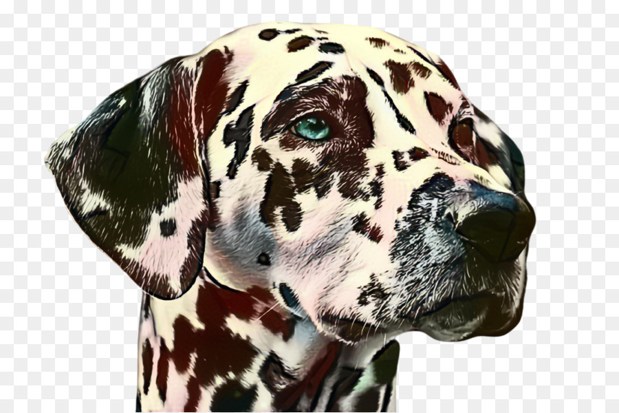 Cão Dálmata，Gato PNG