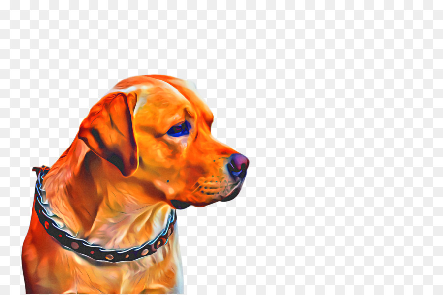 Raça Do Cão，Vizsla PNG