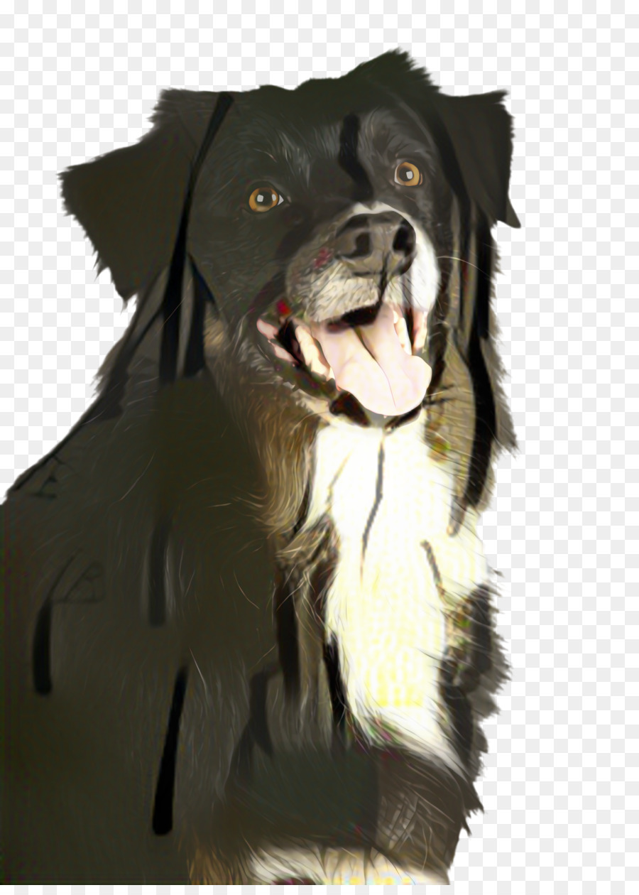 Raça Do Cão，Cachorro PNG