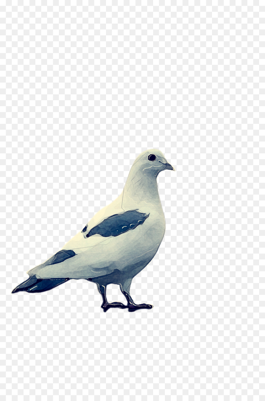 Pombo Torcaz，Pombos E Rolas PNG