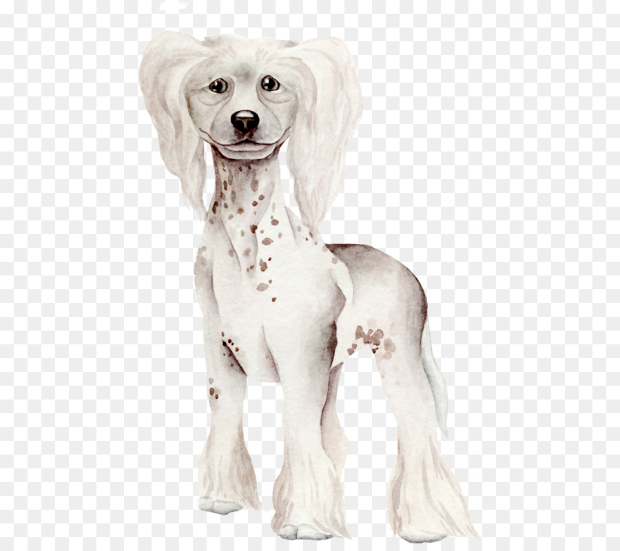 Raça Do Cão，Chinese Crested Dog PNG