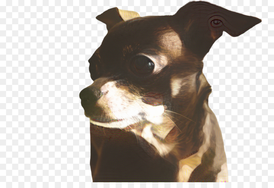 Chihuahua，Filhote De Cachorro PNG