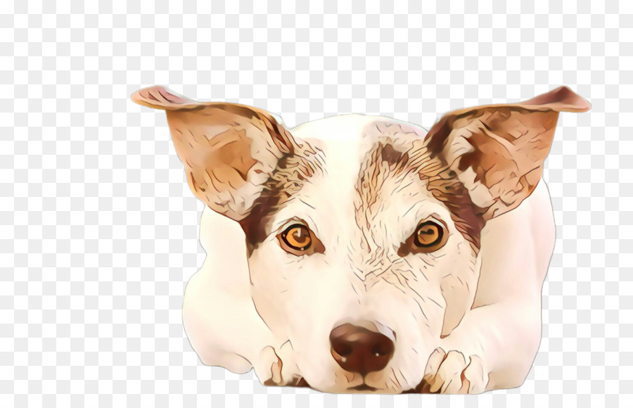 Raça Do Cão，Jack Russell Terrier PNG