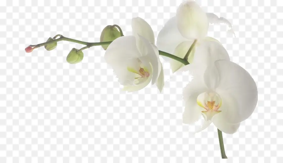 Orquídeas，Branco PNG