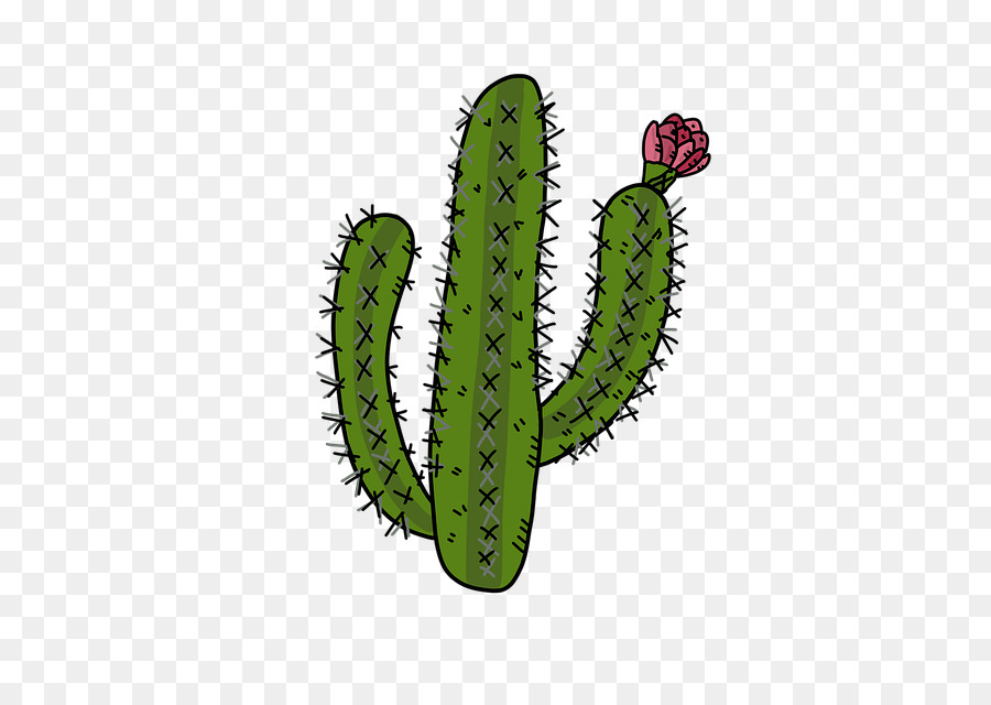 Cactus. Кактус. PNG. em 2023  Arte com cactos, Cactos desenho
