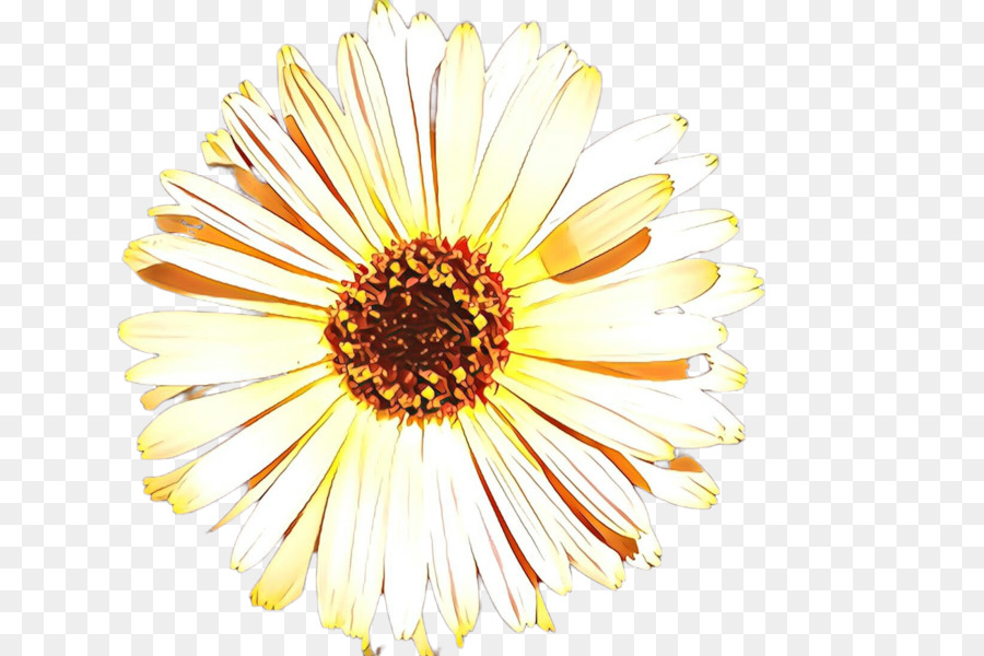 Crisântemo，Oxeye Daisy PNG