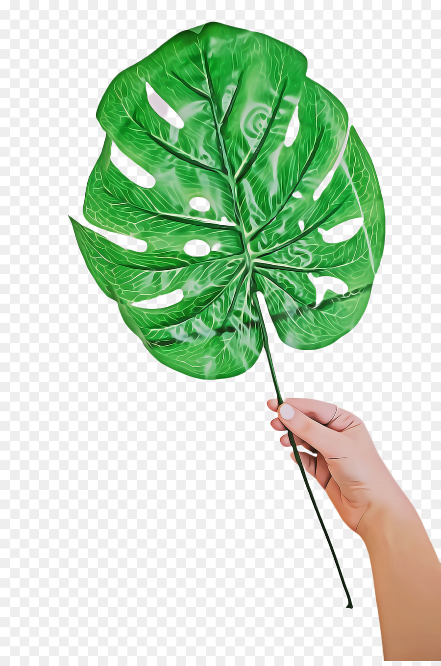 Folha，Verde PNG