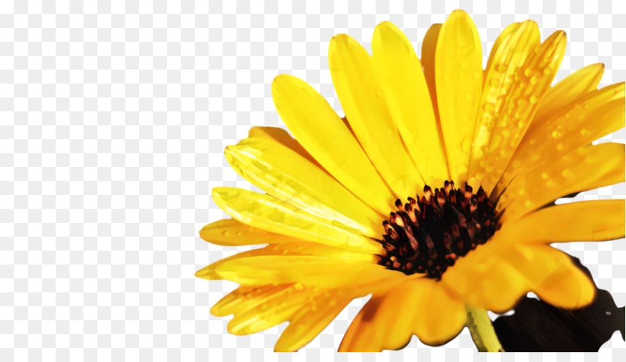 Comum Daisy，Daisy Família PNG