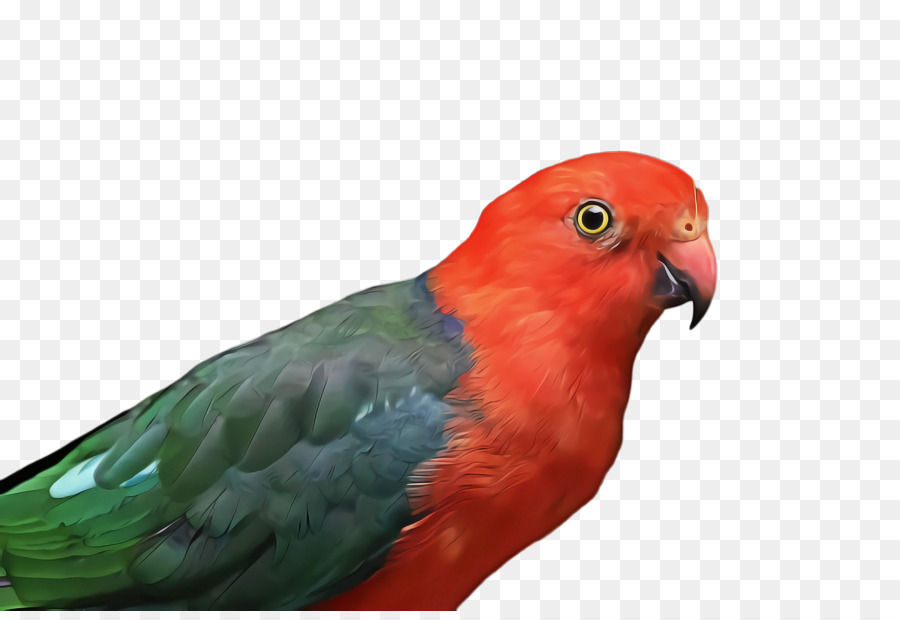 Lovebird，Arara PNG