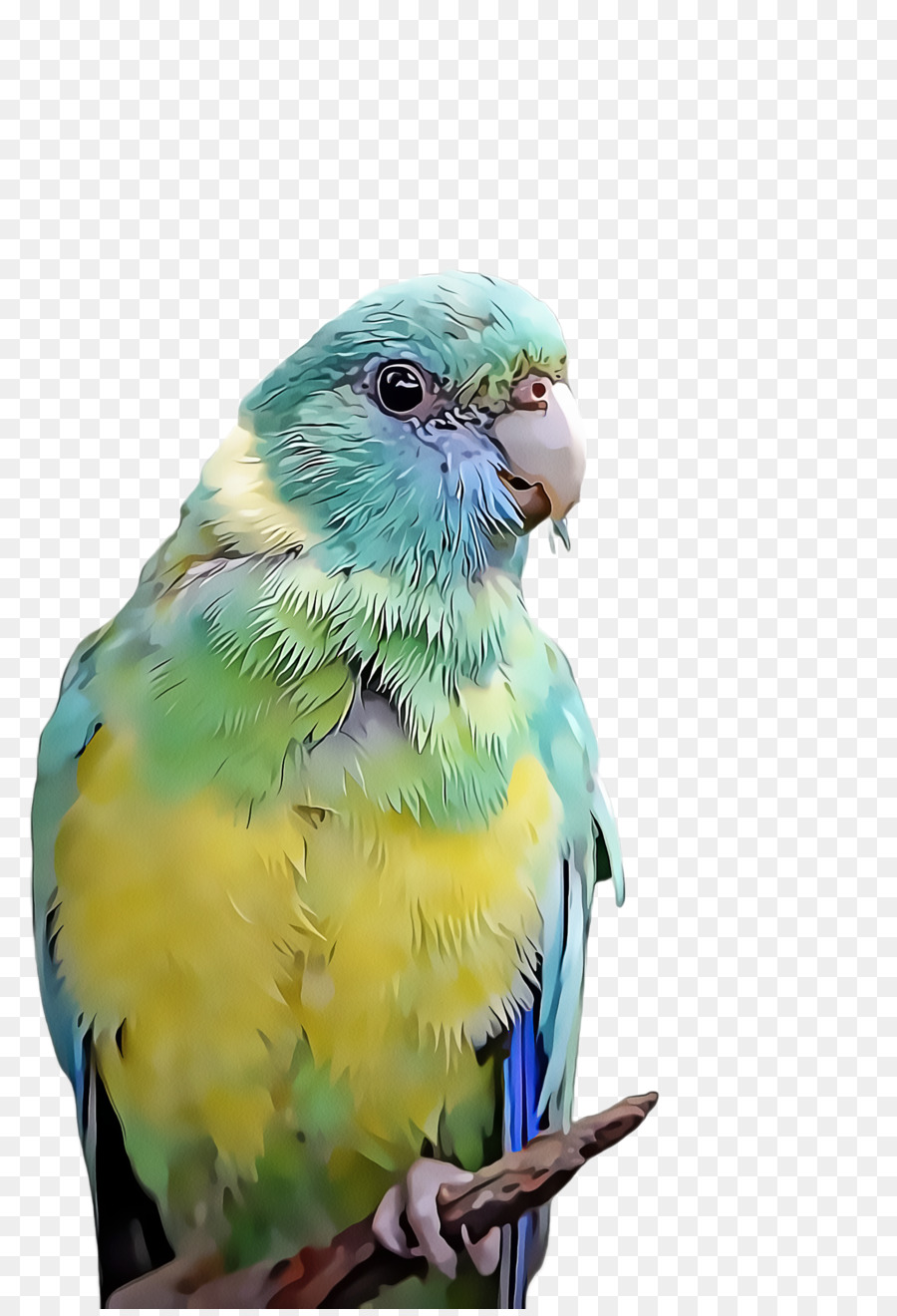 Lovebird，Arara PNG