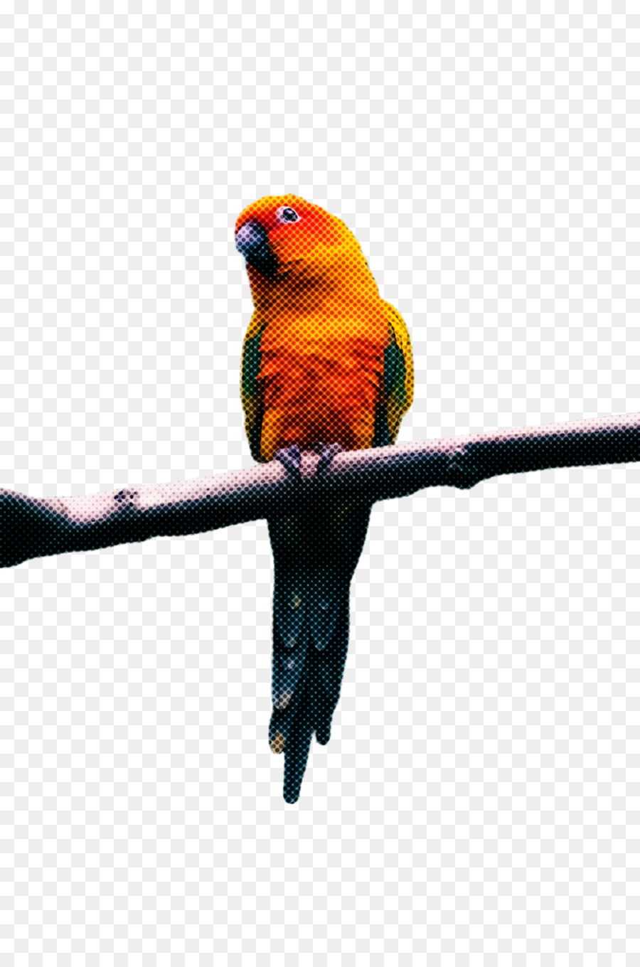 Lovebird，Arara PNG