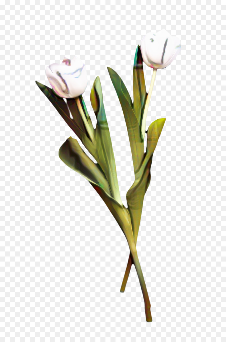 Tulip，Flores De Corte PNG