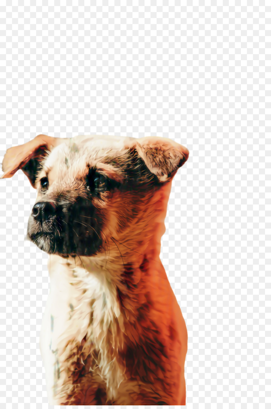 Raça Do Cão，Cachorro PNG
