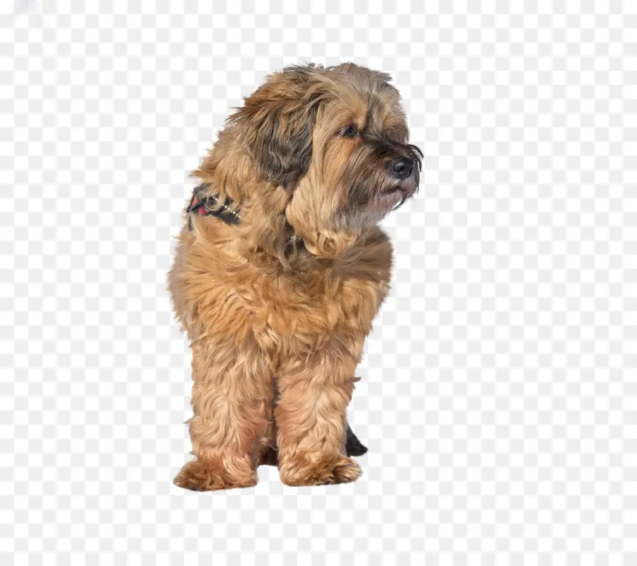 Terrier Tibetano，Schnoodle PNG