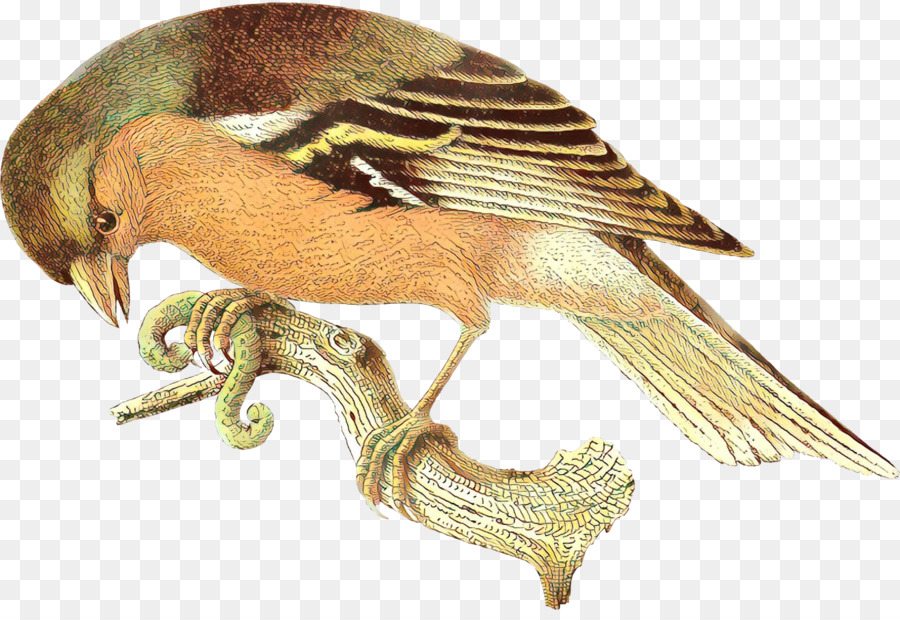 Bico，Aves PNG