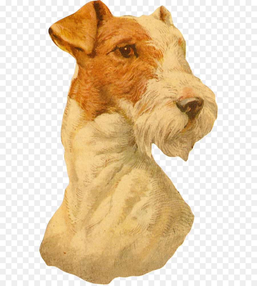 Lakeland Terrier，Irish Terrier PNG