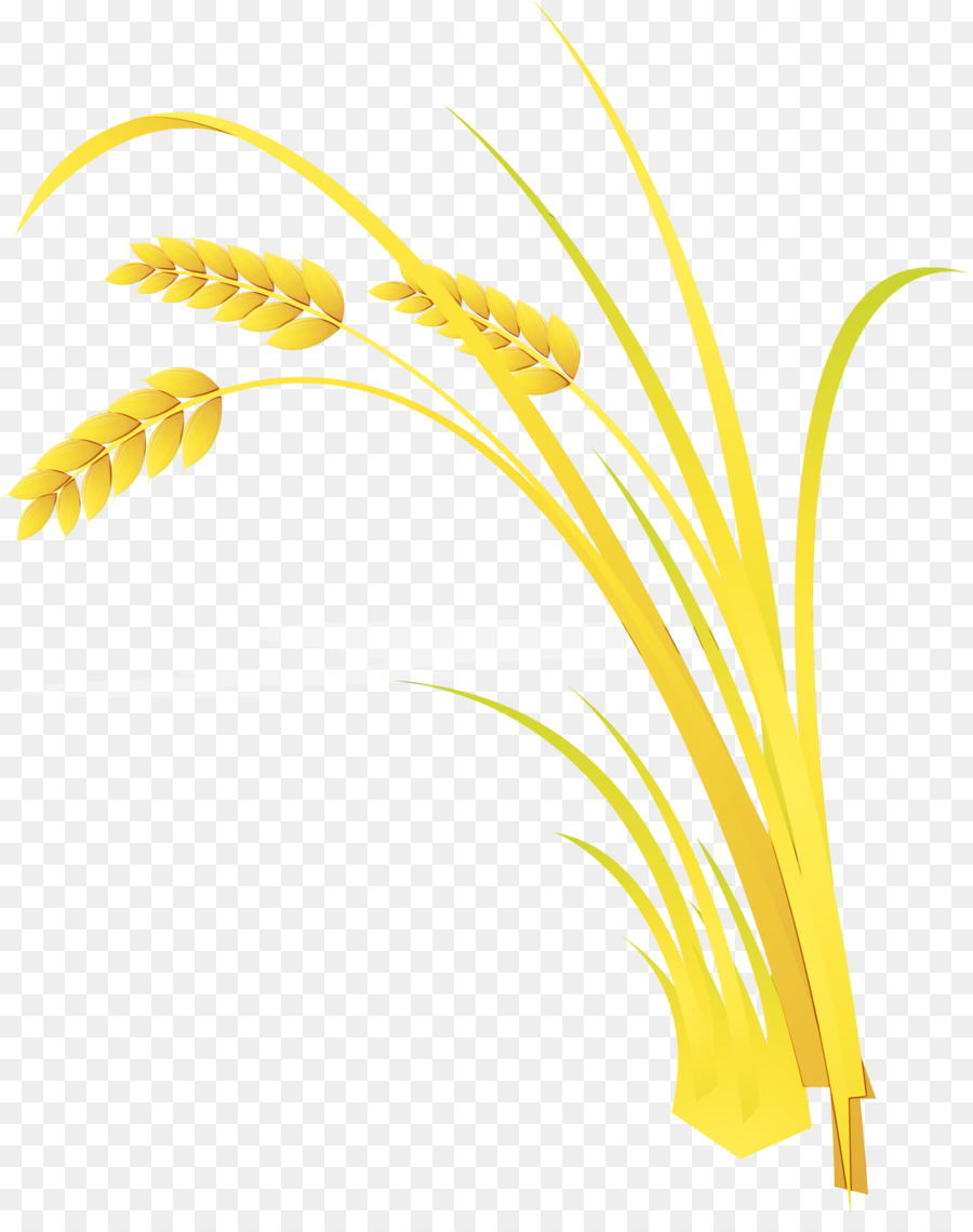 Planta De Arroz，Grão PNG