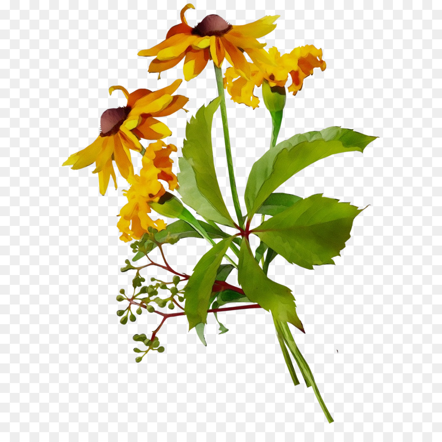 Flores De Corte，Planta De Haste PNG