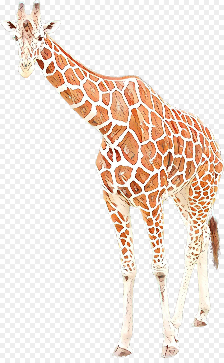 Norte Girafa，Sul Africano Girafa PNG