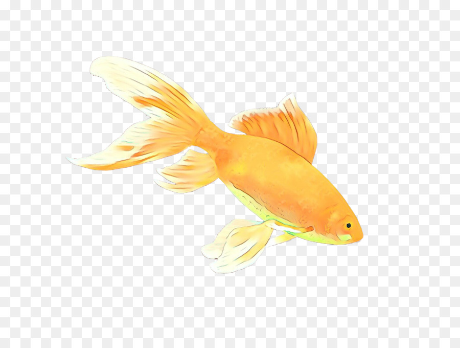 Peixinho，Alimentador De Peixe PNG