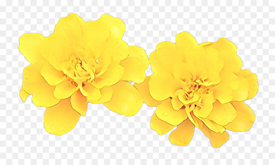 Amarelo，Pétala PNG