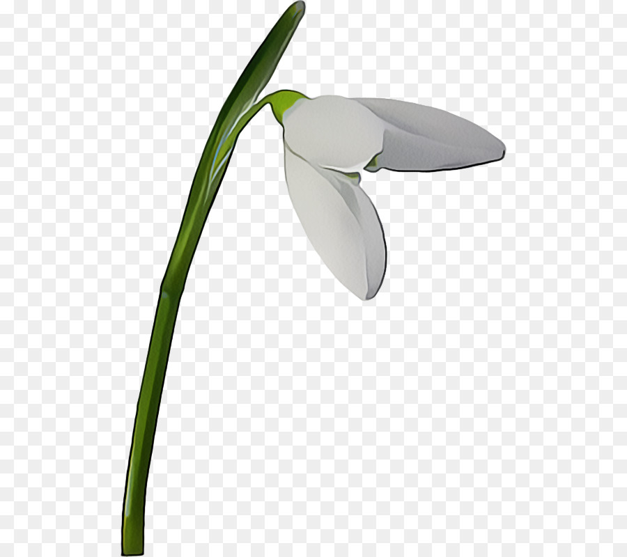 Flor，Florescer PNG