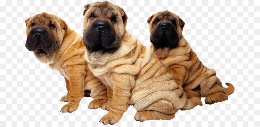 Filhotes De Shar Pei，Cães PNG