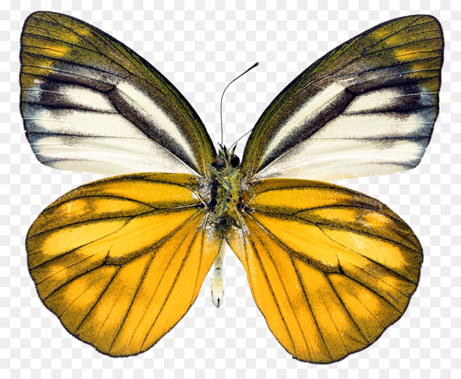 Borboleta Amarela，Folha PNG