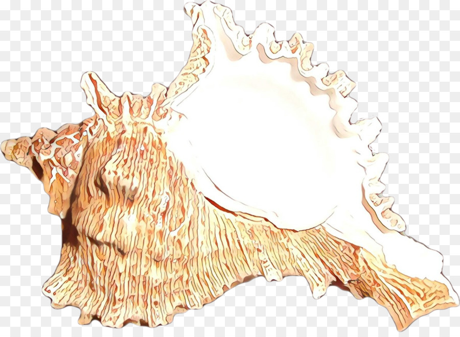 Búzio，Seashell PNG