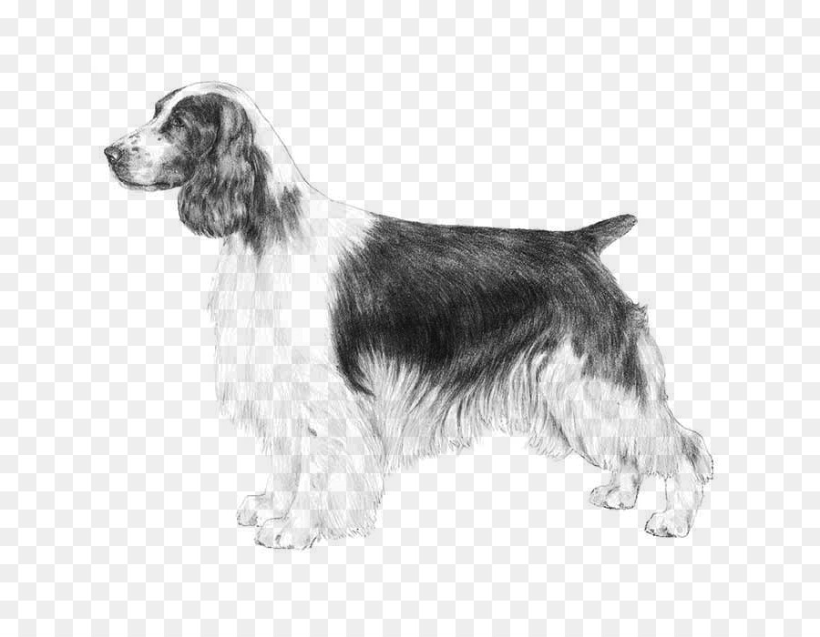 Welsh Springer Spaniel，Springer Spaniel Inglês PNG