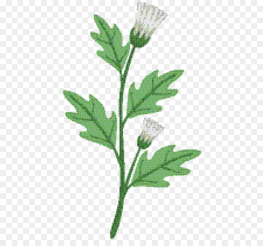 Planta Herbácea，Fitoterapia PNG