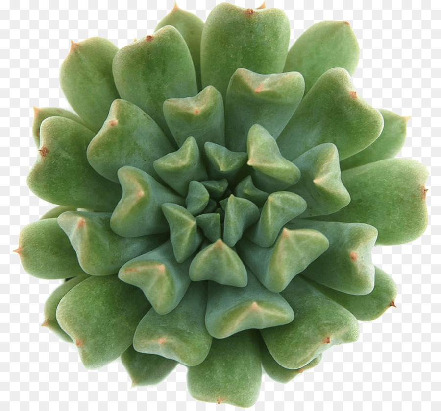 Suculenta Planta，Cactus PNG