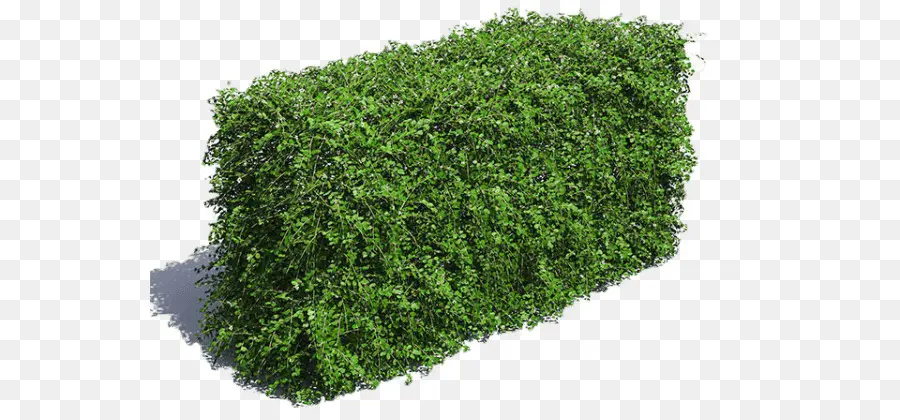 Hedge，Arbusto PNG