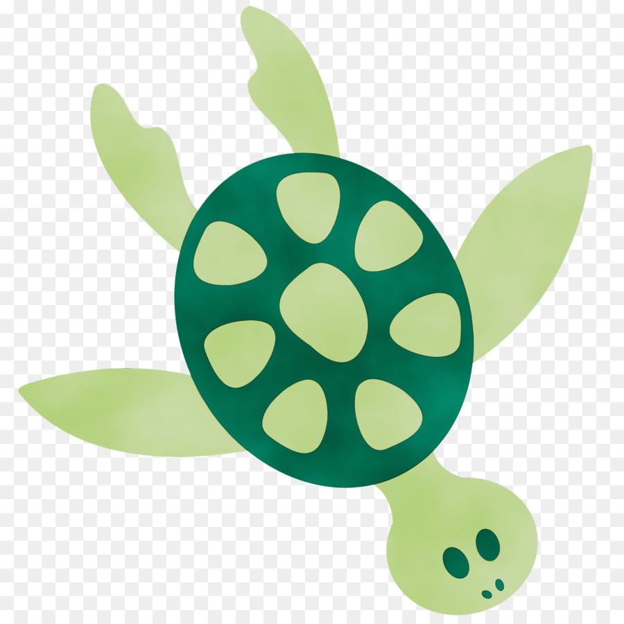 Tartaruga，Concha PNG