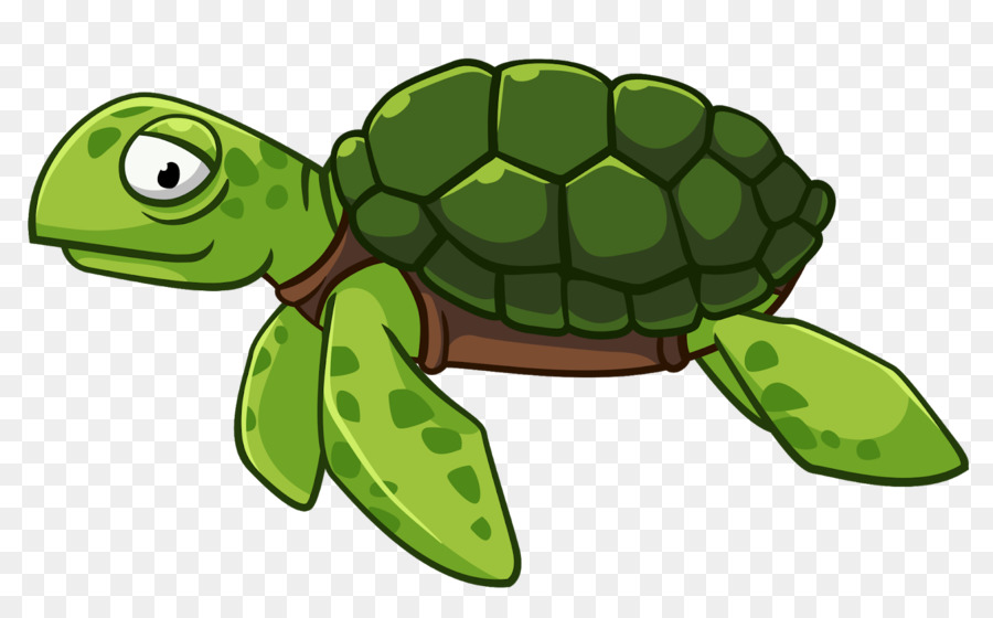 Turtle，Répteis PNG