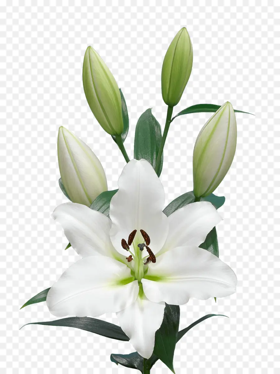 Lily，Flor PNG