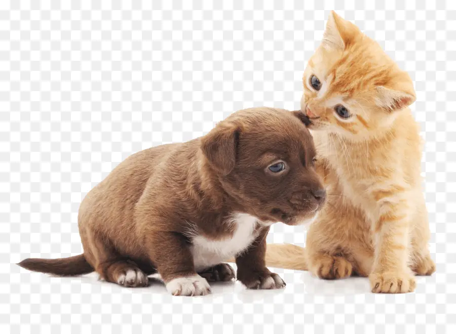 Gatinho E Cachorrinho，Bonitinho PNG