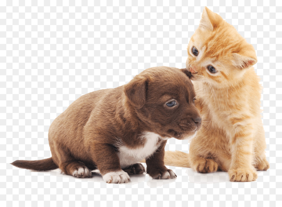 Filhote de cachorro gatinho gato sons de animais: bebê fazenda jogo cão,  gato, gato como mamífero, animais, carnívoro png