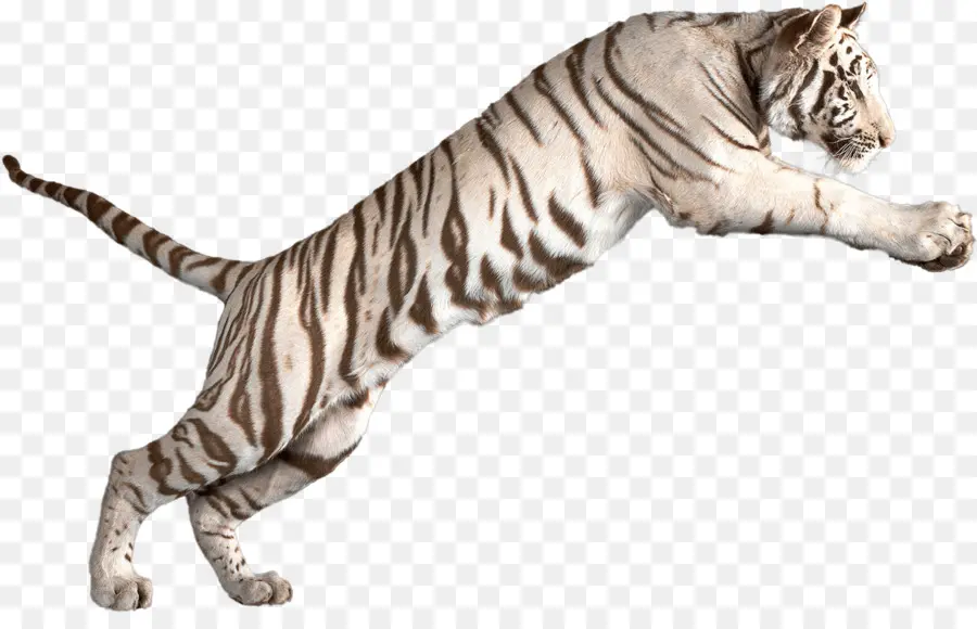 Tigre Branco，Gato PNG