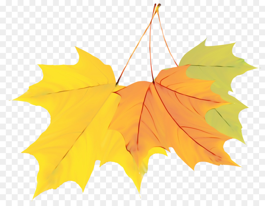 Outono，Maple Leaf PNG